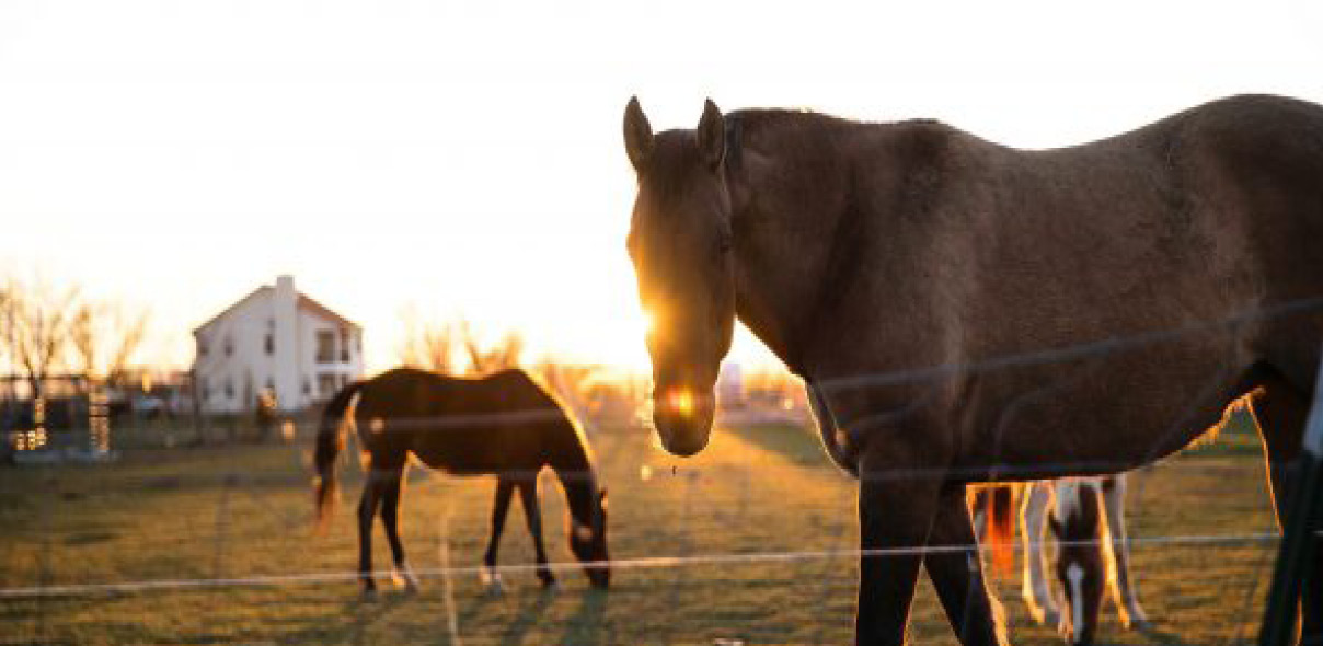 Equine Veterinary Nursing Diploma
