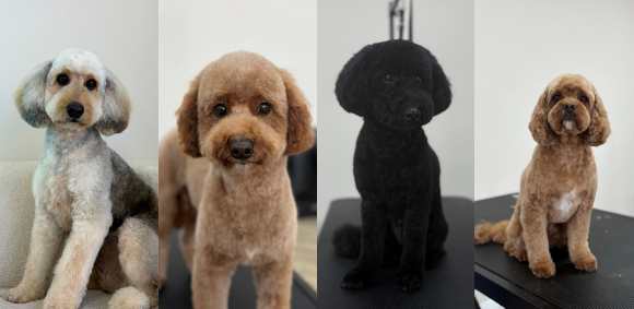 Phoebe case study