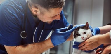 News article banner: CAW Launches New CPD for Vets!